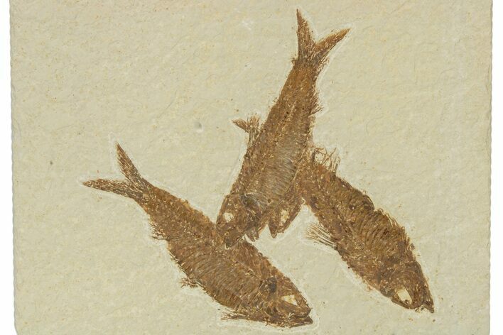 Three Detailed Fossil Fish (Knightia) - Wyoming #240452